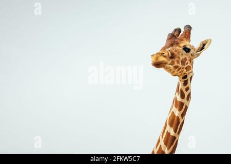 Eine Nahaufnahme einer niedlichen Giraffe Ein weißer Hintergrund Stockfoto