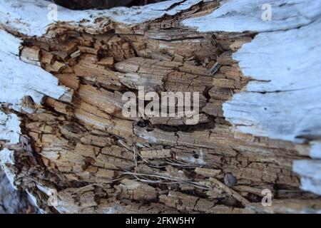 Holz Und Bark Stockfoto