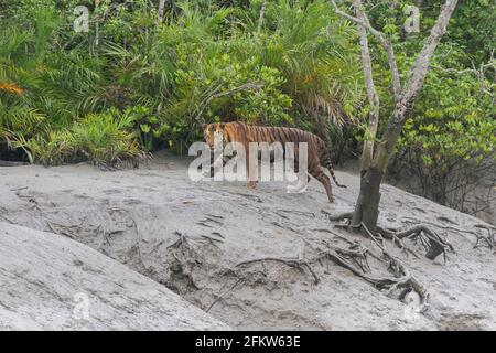 Junger männlicher dominanter bengalischer Tiger, der während der Ebbe beim Sundarban Tiger Reserve, Westbengalen, Indien, läuft und schaut Stockfoto