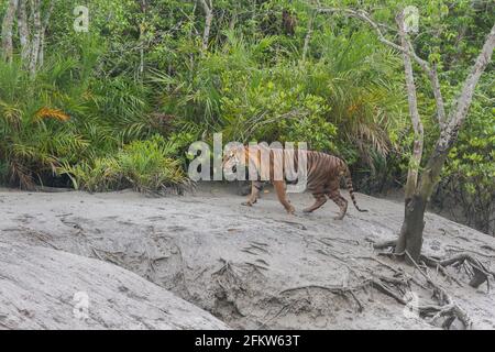 Junger männlicher dominanter bengalischer Tiger, der während der Ebbe am Sundarban Tiger Reserve, Westbengalen, Indien, auf der Flussseite läuft Stockfoto