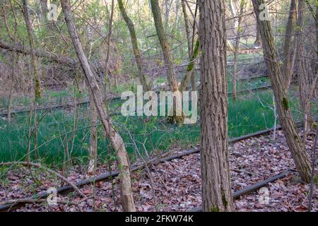 Landschaft im Naturpark Schoneberger Sudgelande in Schoneberg Berlin Stockfoto