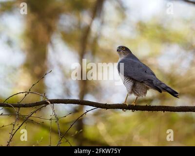 Eurasischer Sparrowhawk, Accipiter nisus, alleinerziehend am Ast, Norfolk, April 2021 Stockfoto