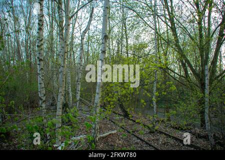 Landschaft im Naturpark Schoneberger Sudgelande in Schoneberg Berlin Stockfoto