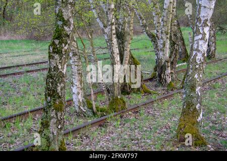 Landschaft im Naturpark Schoneberger Sudgelande in Schoneberg Berlin Stockfoto