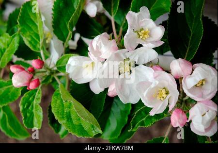 Blühender Frühlingsapfelblüte auf Espalierbaum, norfolk, england Stockfoto