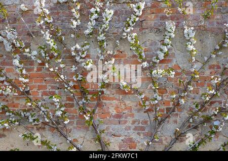 Weiße Apfelblüte auf Espalier Baum auf verwitterten Backstein Wand Hintergrund, norfolk, england Stockfoto