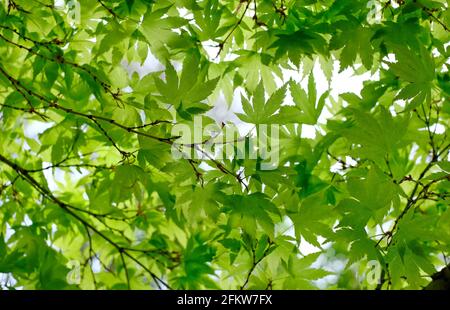 Hellgrüne Frühlingsblätter auf Ahornbaum, norfolk, england Stockfoto