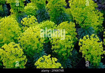 Blühender mediterraner Spurge, Emorbiakarakien im englischen Garten, norfolk, england Stockfoto