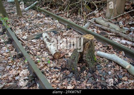 Landschaft im Naturpark Schoneberger Sudgelande in Schoneberg Berlin Stockfoto