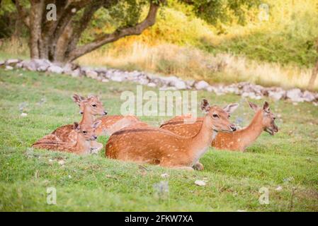 Baby Damwild mit seiner Mutter im Gras Stockfoto
