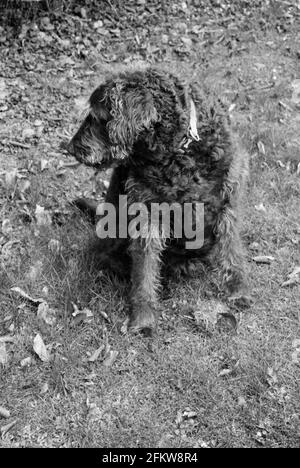 Labradoodle Dog Medstead, Hampshire, England, Vereinigtes Königreich. Stockfoto