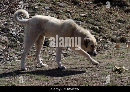 Reinrassig Anatolischer Schäferhund Türkei Stockfoto