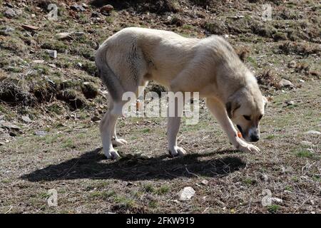 Reinrassig Anatolischer Schäferhund Türkei Stockfoto