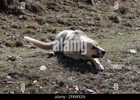 Reinrassig Anatolischer Schäferhund Türkei Stockfoto