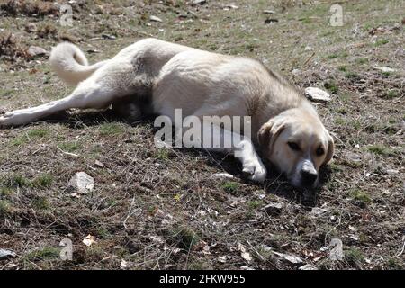Reinrassig Anatolischer Schäferhund Türkei Stockfoto
