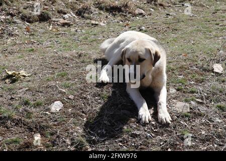 Reinrassig Anatolischer Schäferhund Türkei Stockfoto