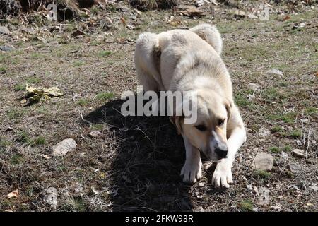Reinrassig Anatolischer Schäferhund Türkei Stockfoto