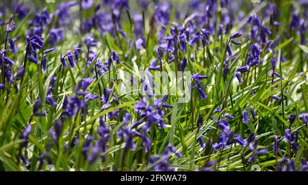 Wilde Bluebells, die auf einem Waldboden wachsen. Stockfoto