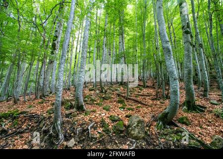 Nationalpark Ordesa y Monte Perdido, Huesca, Aragon, Spanien, Pyrenäen. Karstkalkgipfel im Nationalpark Ordesa und Monte Perdido, Stockfoto