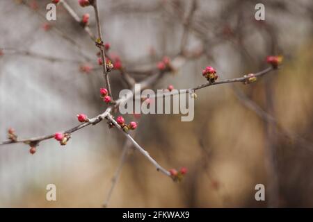Geschwollene, scharlachrote Kirschblüten. Der Frühling kommt, helle, schöne, rosa Kirschblüten stehen kurz vor der Blüte. Selektiver Fokus. Stockfoto