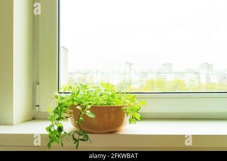 Sukulente Hauspflanzen in keranischem Blumentopf auf weißem Fenster Schweller auf verschwommenem Stadthintergrund Stockfoto