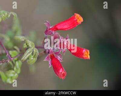 Chilenische Herrlichkeit Rebe (Eccremocarpus Scaber) Stockfoto