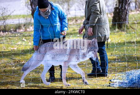 Schwerin, Deutschland. April 2021. Ein Foto eines Wolfes hängt in einem errichteten Zaun, um Schafherden zu schützen. Bauern fordern bei einer Protestaktion ein Ende der weiteren Ausbreitung wilder Wölfe. Der Bauernverband Mecklenburg-Vorpommern hat zu Beginn der Umweltministerkonferenz vor dem Landwirtschaftsministerium zu einer Demonstration aufgerufen. Die Bauern lehnen eine weiter wachsende Wolfspopulation ab und fordern die Reduzierung der Raubtiere. Quelle: Jens Büttner/dpa-Zentralbild/ZB/dpa/Alamy Live News Stockfoto