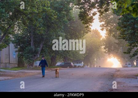 Ein älterer Mann mit Mütze und einem Wollpullover geht im Morgennebel auf einer von Bäumen gesäumten Straße in Braidwood, New South Wales, Australien, mit seinem Hund spazieren Stockfoto