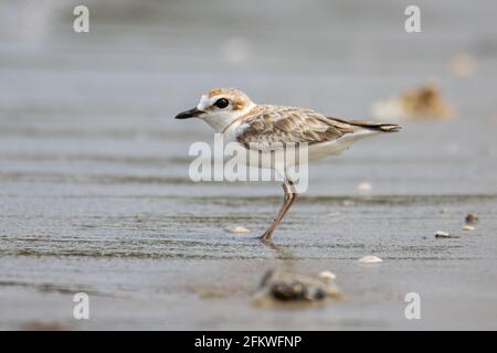 Naturwildbild des malaysischen Plünderers ist ein kleiner Wattwader, der an Stränden und Salzebenen in Südostasien Nester macht. Stockfoto