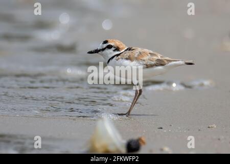 Naturwildbild des malaysischen Plünderers ist ein kleiner Wattwader, der an Stränden und Salzebenen in Südostasien Nester macht. Stockfoto