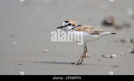 Naturwildbild des malaysischen Plünderers ist ein kleiner Wattwader, der an Stränden und Salzebenen in Südostasien Nester macht. Stockfoto