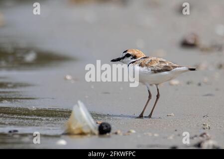 Naturwildbild des malaysischen Plünderers ist ein kleiner Wattwader, der an Stränden und Salzebenen in Südostasien Nester macht. Stockfoto