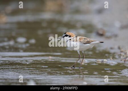 Naturwildbild des malaysischen Plünderers ist ein kleiner Wattwader, der an Stränden und Salzebenen in Südostasien Nester macht. Stockfoto