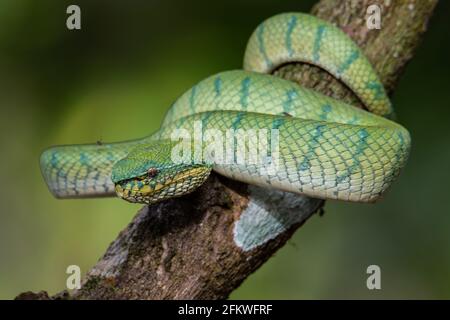 Eine sehr giftige und endemische Schlange Sabah Pit Viper Bornean Kieled Pit Vipe mit naturgrünem Hintergrund Stockfoto