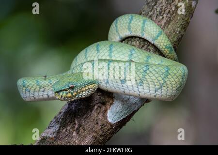 Eine sehr giftige und endemische Schlange Sabah Pit Viper Bornean Kieled Pit Vipe mit naturgrünem Hintergrund Stockfoto