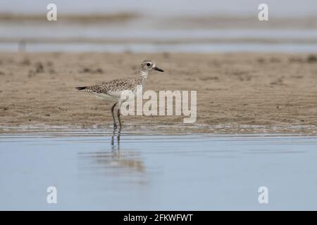 Natur Wildlife Bild von Grey Plover Wasservögel am Strand Stockfoto