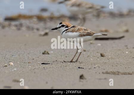 Naturwildbild des malaysischen Plünderers ist ein kleiner Wattwader, der an Stränden und Salzebenen in Südostasien Nester macht. Stockfoto