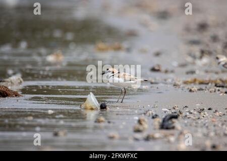 Naturwildbild des malaysischen Plünderers ist ein kleiner Wattwader, der an Stränden und Salzebenen in Südostasien Nester macht. Stockfoto