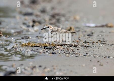 Naturwildbild des malaysischen Plünderers ist ein kleiner Wattwader, der an Stränden und Salzebenen in Südostasien Nester macht. Stockfoto