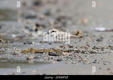 Naturwildbild des malaysischen Plünderers ist ein kleiner Wattwader, der an Stränden und Salzebenen in Südostasien Nester macht. Stockfoto