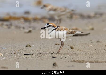 Naturwildbild des malaysischen Plünderers ist ein kleiner Wattwader, der an Stränden und Salzebenen in Südostasien Nester macht. Stockfoto