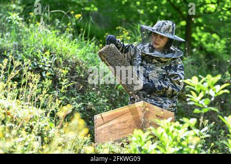 (210504) -- GUIYANG, 4. Mai 2021 (Xinhua) -- Yuan Xiaomei arbeitet an ihrem Bienenzuchtstützpunkt im Bezirk Nayong, südwestlich der Provinz Guizhou, China, 29. April 2021. Als Yuan Xiaomei noch ein Kind war, war Honig ein Luxus für die Einheimischen. Sie hat also immer einen Traum, dass sich ihre Dorfgenossen den Bio-Honig leisten könnten. Im Jahr 2019 gab Yuan Xiaomei ihre Karriere in der Provinz Fujian auf und kehrte in ihre Heimatstadt zurück, eröffnete eine Bienenzuchtbasis im bergigen Bezirk Nayong und teilte ihre Bienenzuchtfähigkeiten kostenlos mit den Dorfbewohnern. Während des Lernens der Imkerei-Technologien, Yuan X Stockfoto