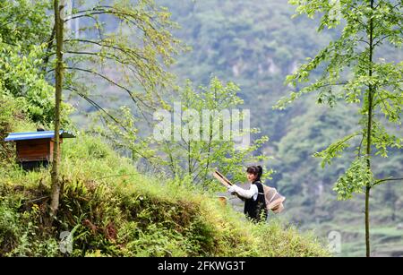 (210504) -- GUIYANG, 4. Mai 2021 (Xinhua) -- Yuan Xiaomei arbeitet an ihrem Bienenzuchtstützpunkt im Bezirk Nayong, südwestlich der Provinz Guizhou, China, 28. April 2021. Als Yuan Xiaomei noch ein Kind war, war Honig ein Luxus für die Einheimischen. Sie hat also immer einen Traum, dass sich ihre Dorfgenossen den Bio-Honig leisten könnten. Im Jahr 2019 gab Yuan Xiaomei ihre Karriere in der Provinz Fujian auf und kehrte in ihre Heimatstadt zurück, eröffnete eine Bienenzuchtbasis im bergigen Bezirk Nayong und teilte ihre Bienenzuchtfähigkeiten kostenlos mit den Dorfbewohnern. Während des Lernens der Imkerei-Technologien, Yuan X Stockfoto