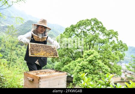 (210504) -- GUIYANG, 4. Mai 2021 (Xinhua) -- Yuan Xiaomei arbeitet an ihrem Bienenzuchtstützpunkt im Bezirk Nayong, südwestlich der Provinz Guizhou, China, 28. April 2021. Als Yuan Xiaomei noch ein Kind war, war Honig ein Luxus für die Einheimischen. Sie hat also immer einen Traum, dass sich ihre Dorfgenossen den Bio-Honig leisten könnten. Im Jahr 2019 gab Yuan Xiaomei ihre Karriere in der Provinz Fujian auf und kehrte in ihre Heimatstadt zurück, eröffnete eine Bienenzuchtbasis im bergigen Bezirk Nayong und teilte ihre Bienenzuchtfähigkeiten kostenlos mit den Dorfbewohnern. Während des Lernens der Imkerei-Technologien, Yuan X Stockfoto