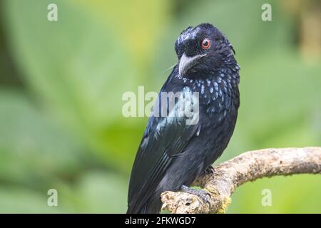 Naturaufnahme eines bronzenen Drongo-Vogels (Dicrurus aeneus) Auf Barsch Stockfoto