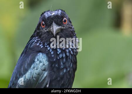 Naturaufnahme eines bronzenen Drongo-Vogels (Dicrurus aeneus) Auf Barsch Stockfoto