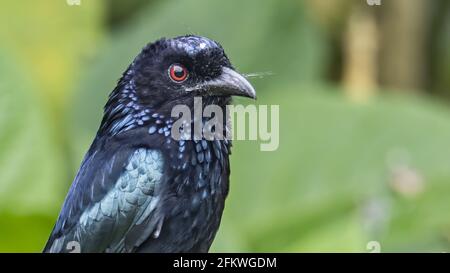 Naturaufnahme eines bronzenen Drongo-Vogels (Dicrurus aeneus) Auf Barsch Stockfoto