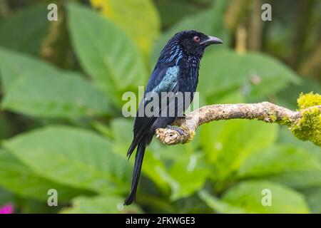 Naturaufnahme eines bronzenen Drongo-Vogels (Dicrurus aeneus) Auf Barsch Stockfoto