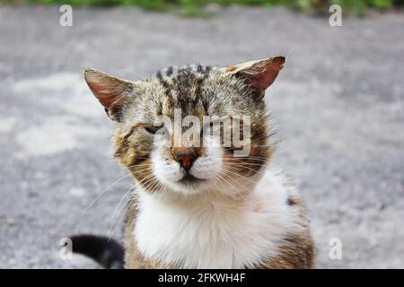 Schöne Katze auf der Straße Stockfoto