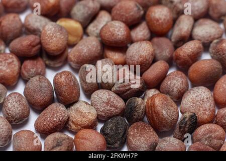 Makrofoto einer Nahaufnahme von Rettichsamen. Pflanzen im Garten und Gemüsegarten, Gartenbau und Landwirtschaft Stockfoto